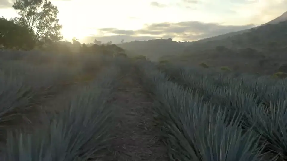 メキシコ・ハリスコ州のアガベ畑